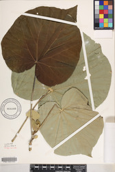 Hibiscus tiliaceus