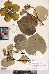 Hibiscus tiliaceus