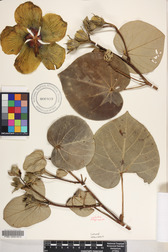 Hibiscus tiliaceus