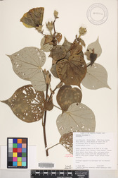 Hibiscus tiliaceus