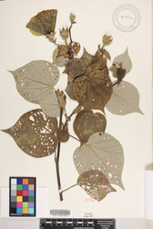 Hibiscus tiliaceus