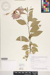 Hibiscus schizopetalus