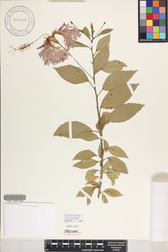 Hibiscus schizopetalus