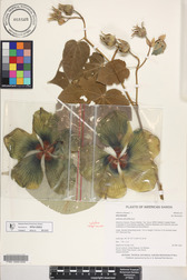 Hibiscus tiliaceus