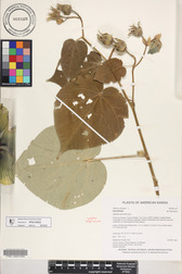 Hibiscus tiliaceus