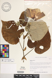 Hibiscus tiliaceus