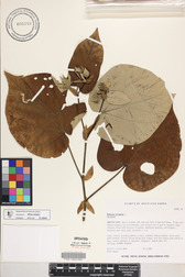 Hibiscus tiliaceus