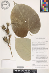 Hibiscus tiliaceus