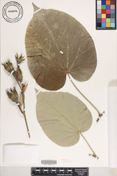 Hibiscus tiliaceus
