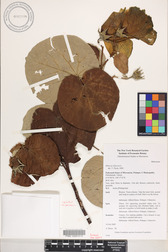Hibiscus tiliaceus