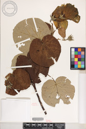 Hibiscus tiliaceus