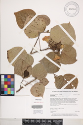 Lebronnecia kokioides