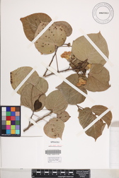 Lebronnecia kokioides