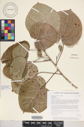 Lebronnecia kokioides