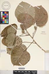 Lebronnecia kokioides