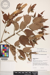 Malvaviscus penduliflorus