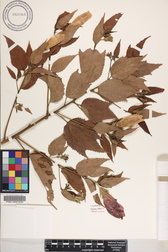 Malvaviscus penduliflorus