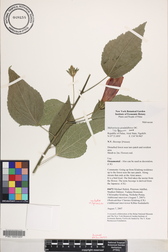 Malvaviscus penduliflorus