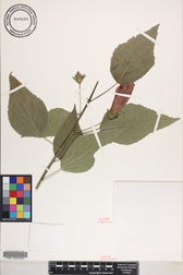 Malvaviscus penduliflorus