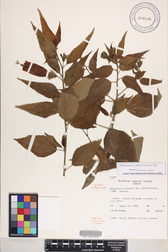 Malvaviscus penduliflorus