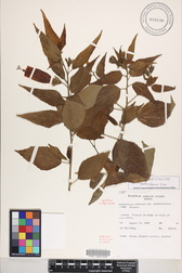 Malvaviscus penduliflorus