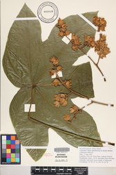 Sterculia apetala