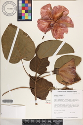 Thespesia grandiflora