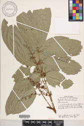 Aglaia mariannensis