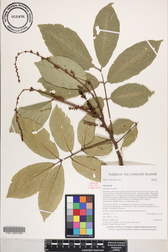 Aglaia mariannensis