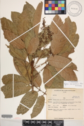 Aglaia mariannensis