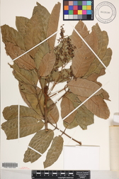 Aglaia mariannensis