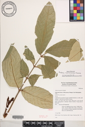 Aglaia mariannensis