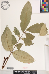 Aglaia mariannensis