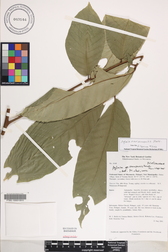 Aglaia mariannensis