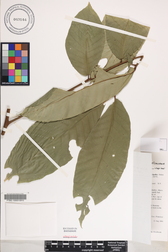 Aglaia mariannensis
