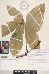 Aglaia mariannensis