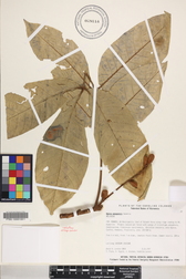 Aglaia mariannensis