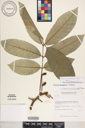 Aglaia mariannensis