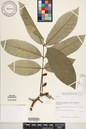 Aglaia mariannensis