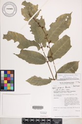 Aglaia mariannensis