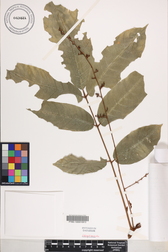 Aglaia mariannensis