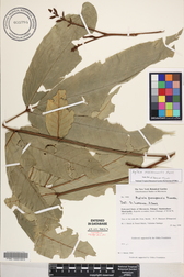 Aglaia mariannensis