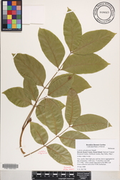 Cedrela salvadorensis