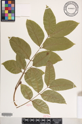 Cedrela salvadorensis