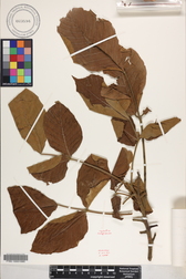Sandoricum koetjape