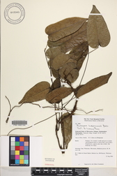 Pachygone ledermannii