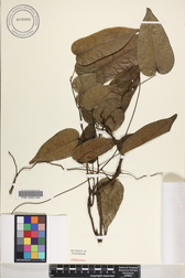 Pachygone ledermannii