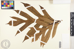 Artocarpus altilis x mariannensis 'Ebechab'