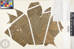 Artocarpus altilis 'Meriaur'