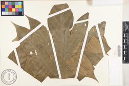 Artocarpus altilis 'Meriaur'